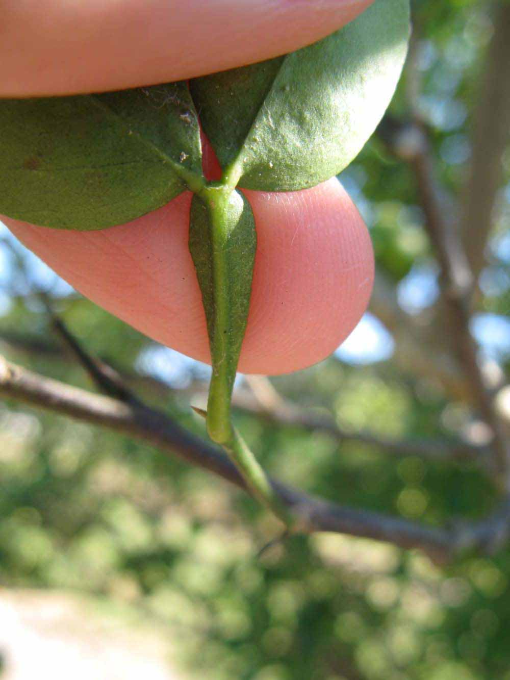              Petiole (Winter Haven, FL)       